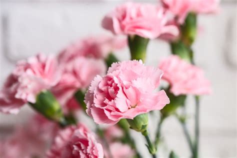 The Magical Properties of Carnation Witch Succulents: Exploring Folk Medicine